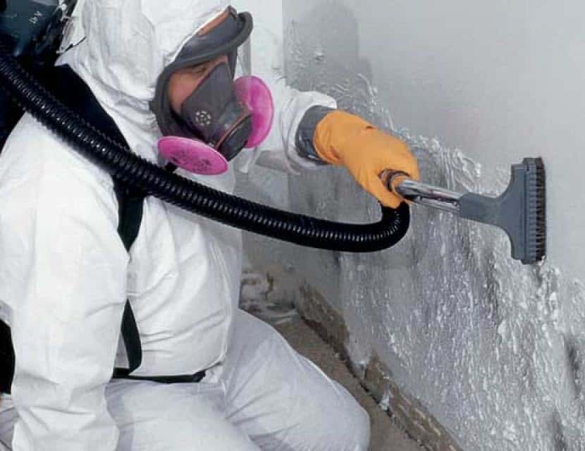 DIY Mold Removal: When to Do It Yourself and When to Call a Professional