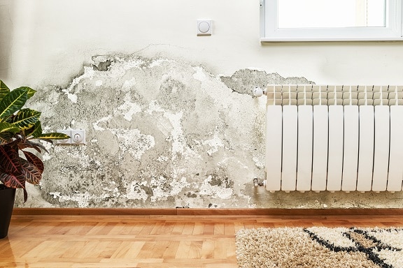 Top 5 Causes of Mold Growth in Homes and How to Prevent It