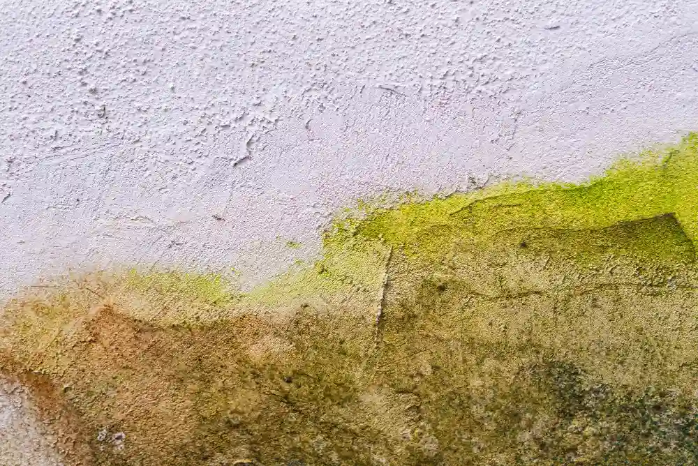 Remove Mold from Painted Walls